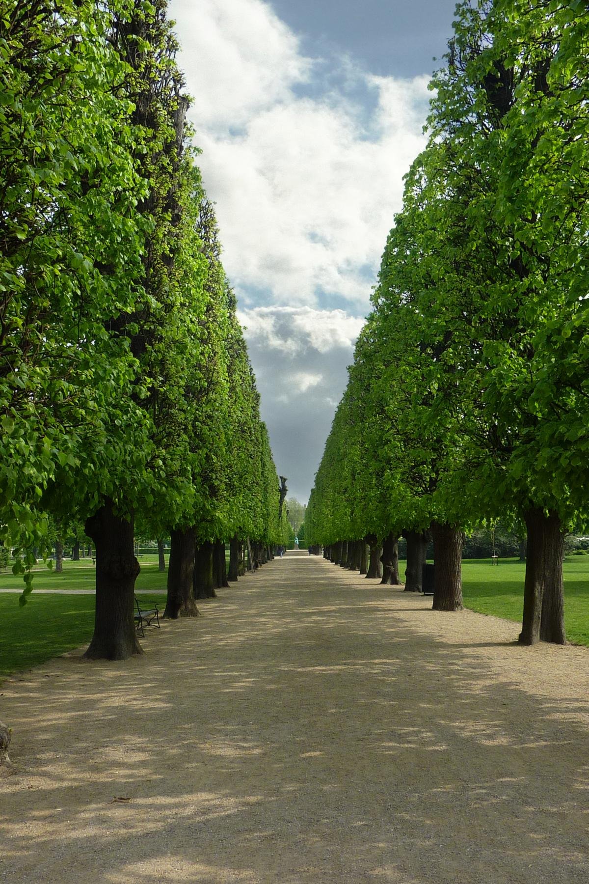 A long gravel avenue in Kongens Have between two rows of clipped linden trees, vanishing into the distance.